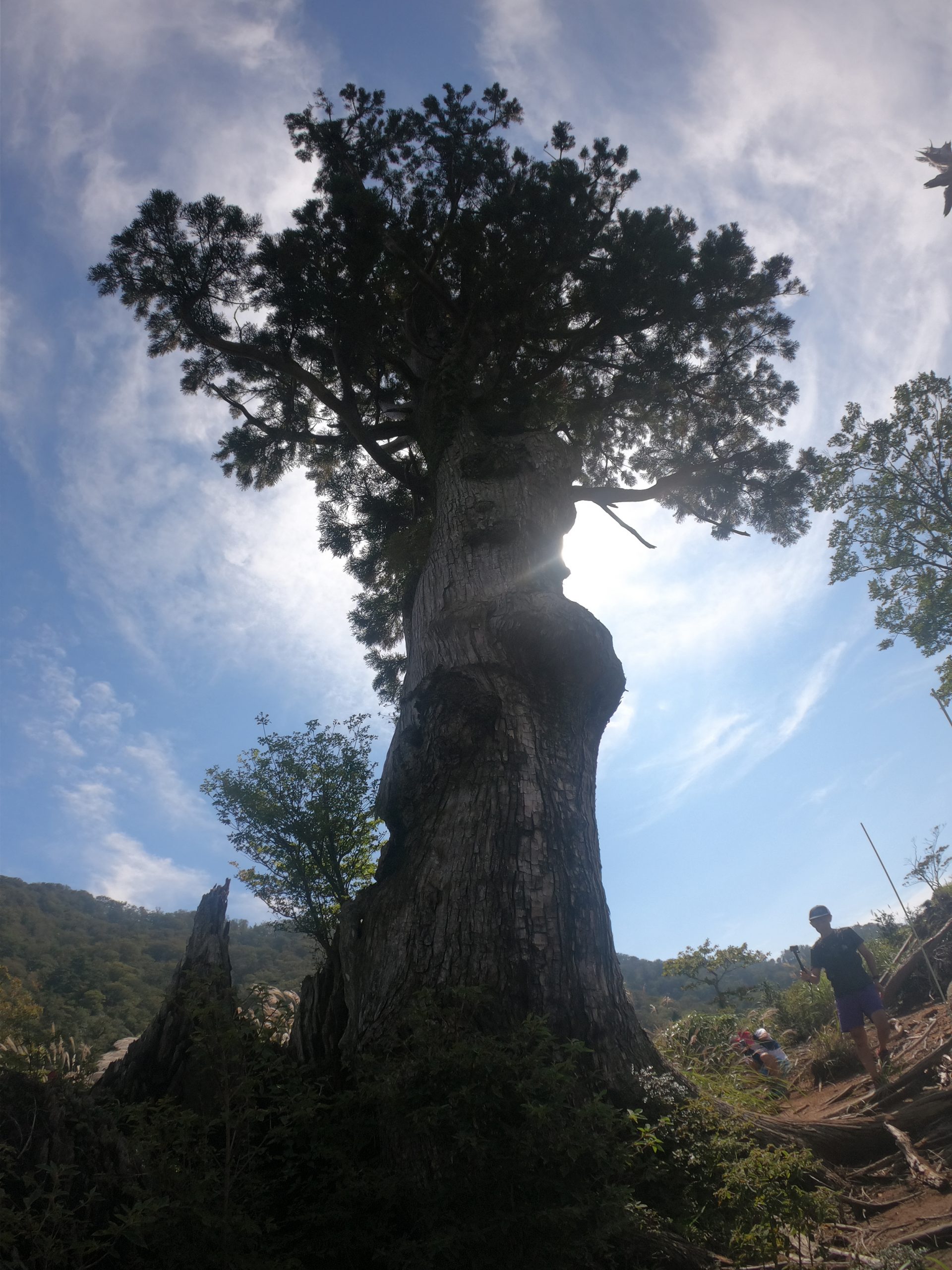 鬼の目杉