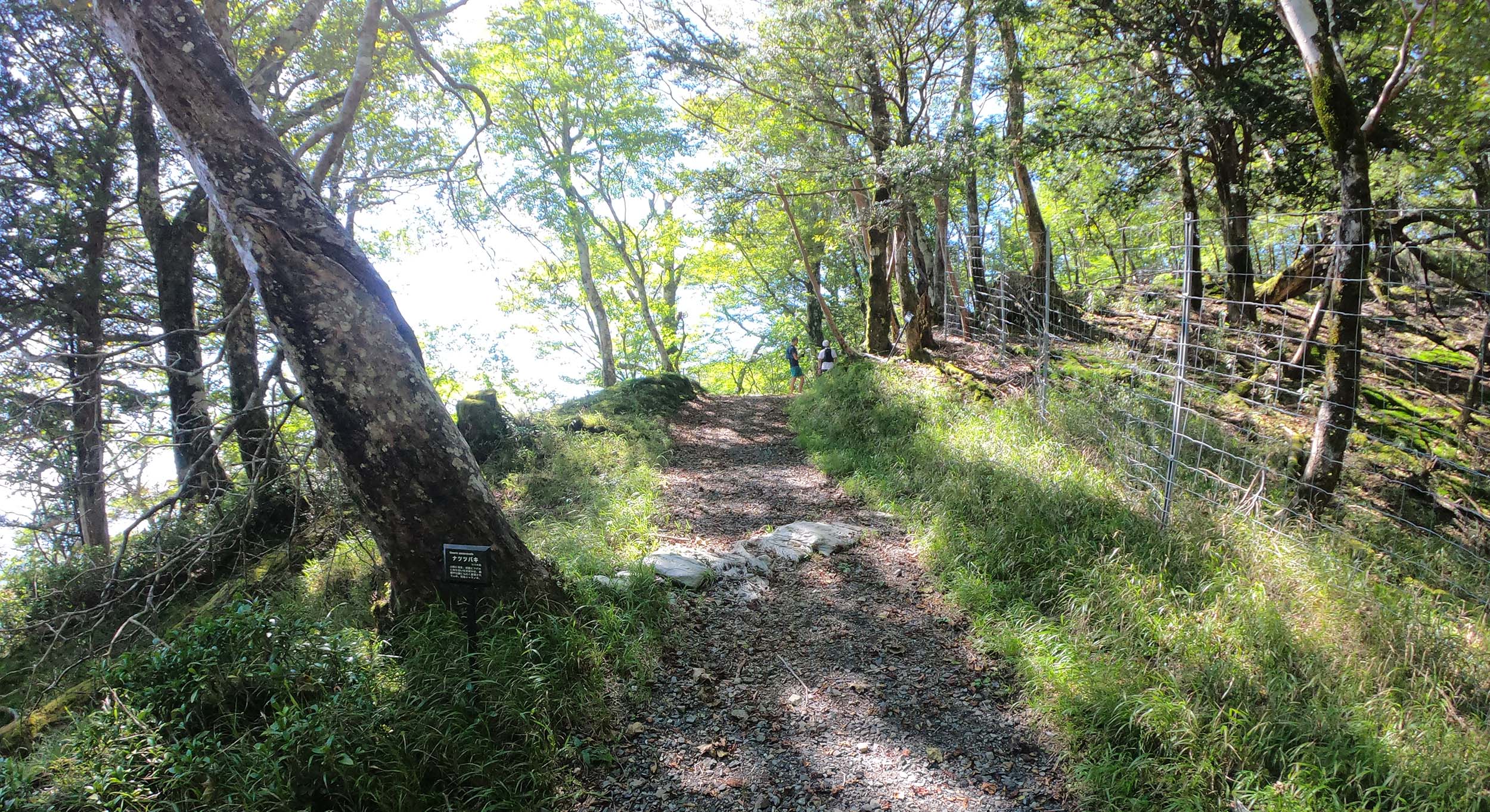 白岩峠までのトレイル