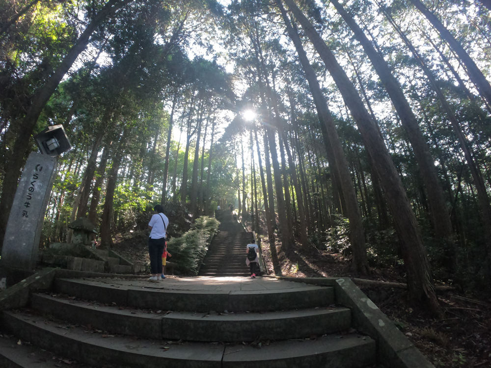 日本一の石段 杉の木立の木漏れ日が気持ちいい